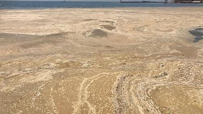 Ξαναγέμισε πλαγκτόν και μέδουσες ο Θερμαϊκός