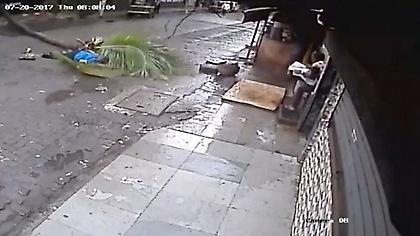 Βίντεο σοκ: Ακαριαίος θάνατος γυναίκας από πτώση φοίνικα