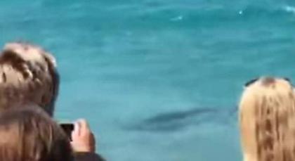 Xαμός στη Σκόπελο: Δελφίνι βγήκε στη στεριά (βίντεο)