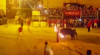 ΝΤΡΟΠΗ: Βασάνιζαν ταύρο βάζοντας του φωτιά στα κέρατά και εκείνος αυτοκτόνησε! (video)