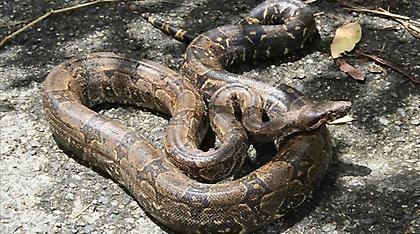 Κλήση στα επείγοντα από γυναίκα: «Βοήθεια, έχω έναν βόα κολλημένο στο πρόσωπό μου» (audio)