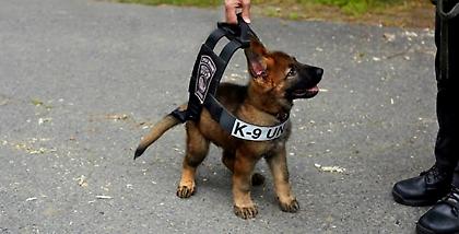 Όταν τα αστυνομικά σκυλιά περνούν στην επίθεση