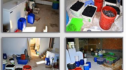 Φθιώτιδα: Κινέζοι έκαναν λαθρεμπόριο με... ολοθούρια!