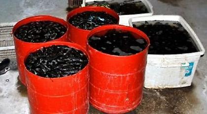 Κινέζοι είχαν «ρημάξει» τον Μαλλιακό: Ψάρευαν «αγγούρια της θάλασσας» που κοστίζουν 1.000 ευρώ