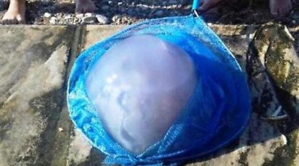 Έβγαλαν... «γιγάντια» μέδουσα τεσσάρων κιλών στην Αχαΐα (pics)