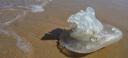 Έφεραν αυγουστιάτικα τροπολογία στη Βουλή για τις μέδουσες στον Κορινθιακό