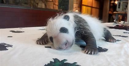 Κίνα: Γεννήθηκε το πιο σπάνιο πάντα του κόσμου