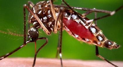 Το πρώτο θύμα στην Ελλάδα: Πέθανε ασθενής από τη νόσο του Δυτικού Νείλου