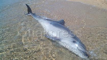 Θεσσαλονίκη: Νεκρό δελφίνι στην Επανομή