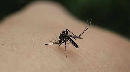 Ιός του Δυτικού Νείλου: Τρόμος από τον πρώτο θάνατο γυναίκας