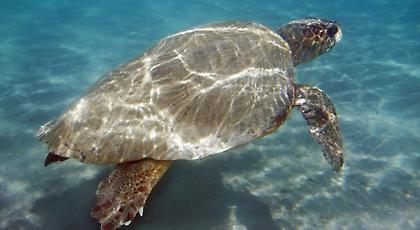 ΣΚΛΗΡΕΣ ΕΙΚΟΝΕΣ: Βασάνισαν μέχρι… θανάτου χελώνα καρέτα – καρέτα