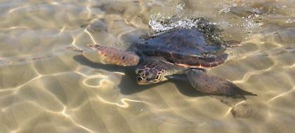 ΦΡΙΚΗ: Βασάνισαν και αποκεφάλισαν χελώνα καρέτα-καρέτα στην Κρήτη (pics)