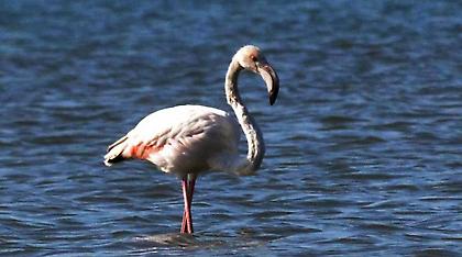 Επιστήμονες ανακάλυψαν πώς και γιατί τα φλαμίνγκο στέκονται στο ένα τους πόδι