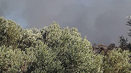 Φωτιά καίει δασική έκταση στη Θάσο