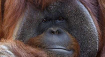 Πέθανε στα 39 του ο ουρακοτάγκος που γνώριζε τη νοηματική γλώσσα