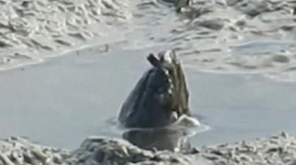 Βίντεο: Μυστηριώδες πλάσμα ξεπροβάλλει από βάλτο και προκαλεί... χαμό στο διαδίκτυο