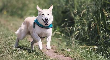 Συνελήφθη 39χρονος στο λιμάνι της Ραφήνας για κακοποίηση σκύλου