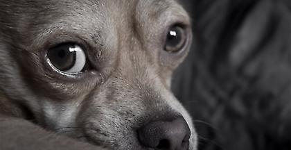 Σύλληψη για κακοποίηση σκύλου στη Ραφήνα