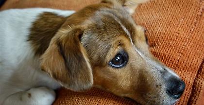 Γαλλία: 6 μήνες φυλάκιση χωρίς αναστολή για κακοποίηση σκύλου