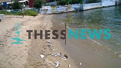 Γέμισε με νεκρά ψάρια το λιμανάκι του Νέου Μαρμαρά στη Χαλκιδική! (pics)