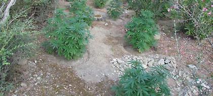 Αρκαδία: Εντοπίστηκε φυτεία με 500 δενδρύλλια κάνναβης