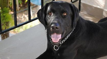 Στη σύνταξη.... ο αστυνομικός σκύλος Blanco - Το συγκινητικό «αντίο» της ΕΛΑΣ