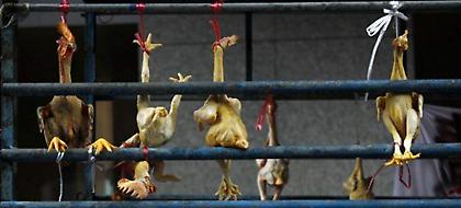 Ρωσία: 3.000 γαλοπούλες πέθαναν κυριολεκτικά από τον φόβο τους εξαιτίας μιας σαύρας