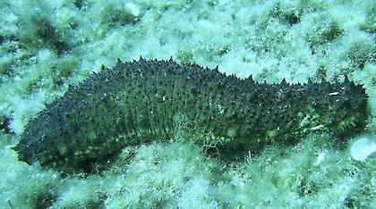 Συνέλαβαν Κινέζους που αλίευαν ολοθούρια στη Φθιώτιδα