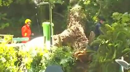 Τραγωδία στην Πορτογαλία: Δέντρο καταπλάκωσε πλήθος σε θρησκευτική γιορτή - 11 νεκροί