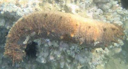 Συνέλαβαν δύο Κινέζους στην Αταλάντη -Ψάρευαν αγγούρια της θάλασσας