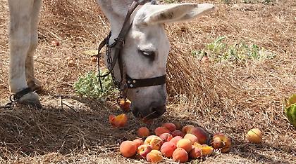 «Τρέχουν» για το ενδεχόμενο λύσσας παιδιά ηλικίας έως 15 ετών που βίασαν γαϊδούρι στο Μαρόκο
