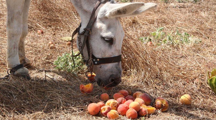 «Τρέχουν» για το ενδεχόμενο λύσσας παιδιά ηλικίας έως 15 ετών που βίασαν γαϊδούρι στο Μαρόκο