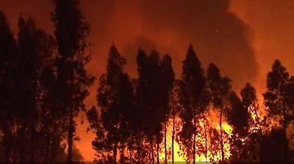 Νεκρά πολλά άγρια ζώα από τις πυρκαγιές - Σε «συναγερμό» οι κτηνίατροι
