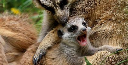 Βενεζουέλα: Τρώνε άγρια είδη από ζωολογικούς κήπους για να επιβιώσουν