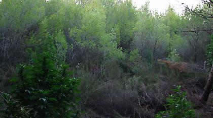 Ηλεία: Αποψίλωσε δάσος για να καλλιεργεί χασισόδεντρα