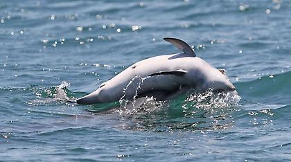 Σπαρακτικό βίντεο: Μαμά δελφίνι αρνείται να εγκαταλείψει το νεκρό μωρό της!