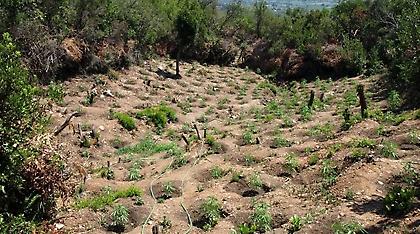 Νέα φυτεία με πάνω από 1.000 χασισόδεντρα στη Μεσσηνία