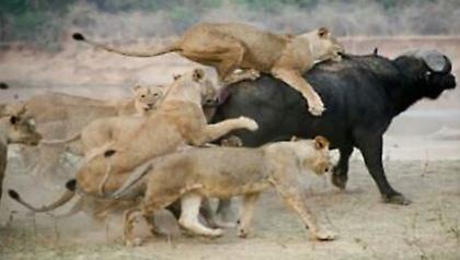 Το διαδίκτυο τρολάρει την κλήρωση της Τότεναμ (pics&vids)