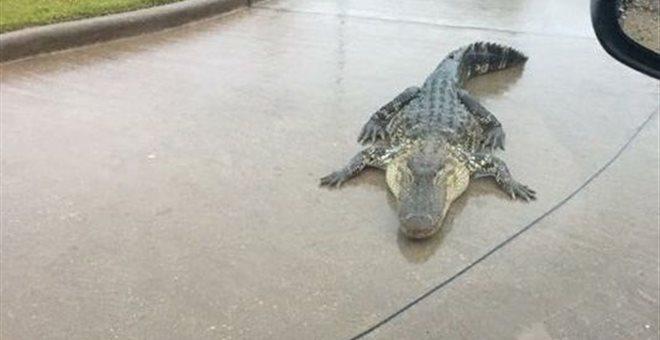 Χιούστον: Ενδεχομένως να διαφύγουν 350 αλιγάτορες θαλάσσιου πάρκου