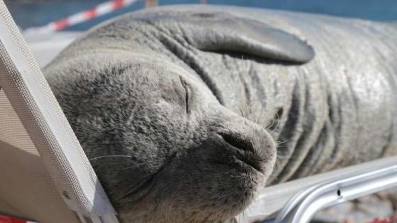 Θλίψη: Η Αργυρώ είναι η φώκια που σκότωσαν στη Σάμο