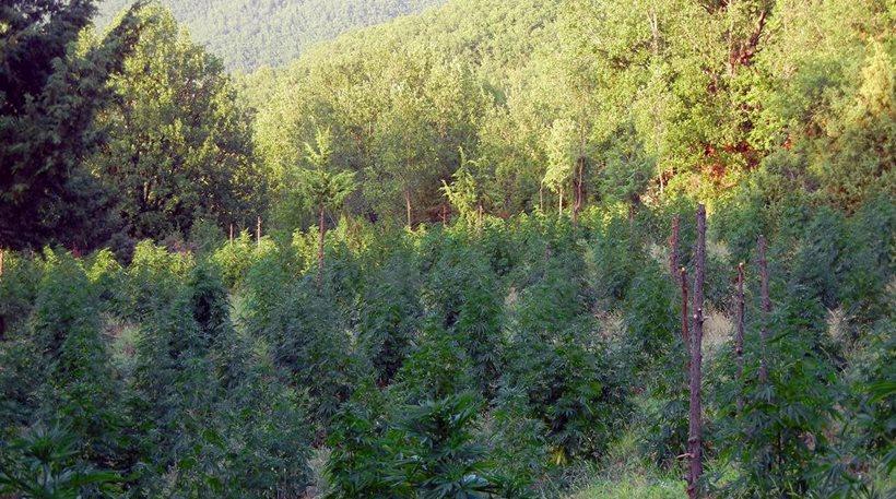 Καλαμάτα: Πατέρας και γιος απολογούνται για χασισοφυτεία