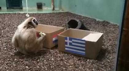 Μαϊμού στο Ζάγκρεμπ προέβλεψε τον νικητή του Κροατία-Ελλάδα (video)