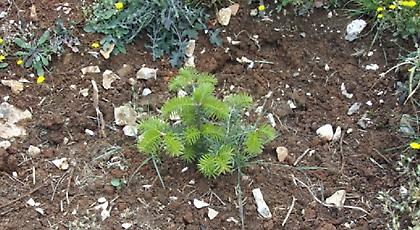 Όλοι μαζί μπορούμε και στο περιβάλλον: Αναδάσωση στην Πεντέλη