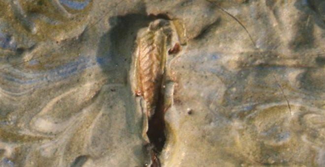 Aνακαλύφθηκε... ακρίδα σε έργο του Βίνσεντ Βαν Γκογκ