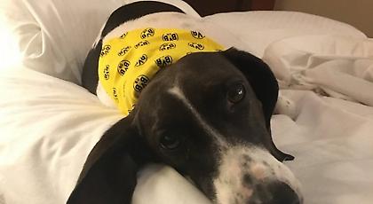 Άγνωστοι μετέφεραν και… επανένωσαν τον Πούλισιτς με το σκυλάκι του! (pics)