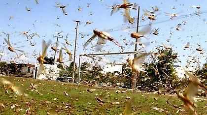 Οι… ακρίδες απειλούν τα γήπεδα του Παγκοσμίου Κυπέλλου!