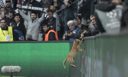 Μια γάτα διέκοψε το παιχνίδι Μπεσίκτας-Μπάγερν και βγήκε MVP! (pics)