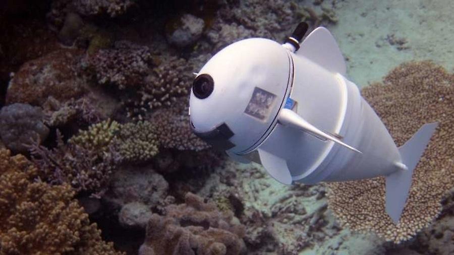 Ενα ψάρι που το λένε SoFi ερωτοτροπεί στον βυθό