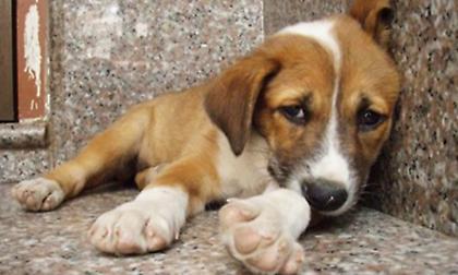 Αυτά τα καθάρματα που πέταξαν τον σκύλο στον γκρεμό…