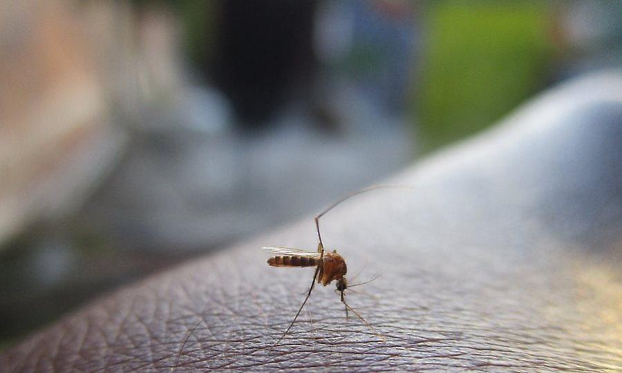 Έρχεται η πρώτη εφαρμογή κινητού που θα σε προειδοποιεί όταν πλησιάζει... κουνούπι!